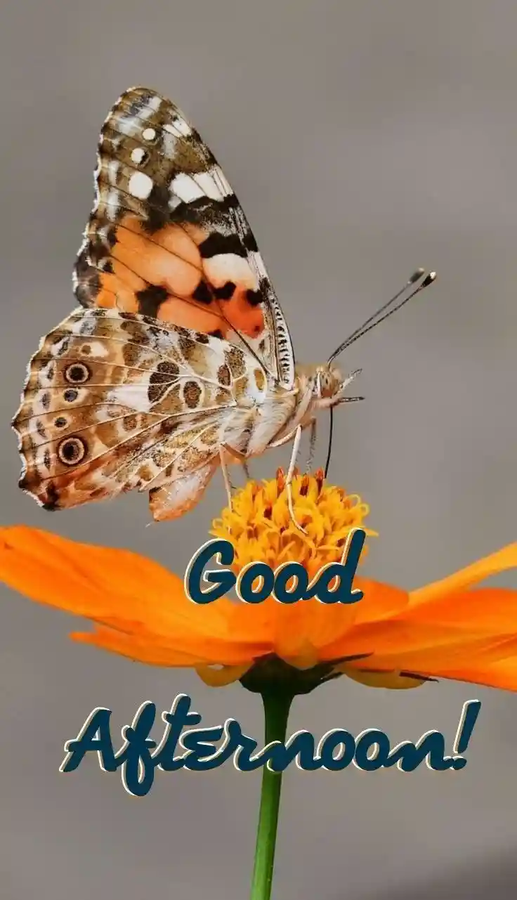 beautiful-good-afternoon-images beautiful-good-afternoon-images