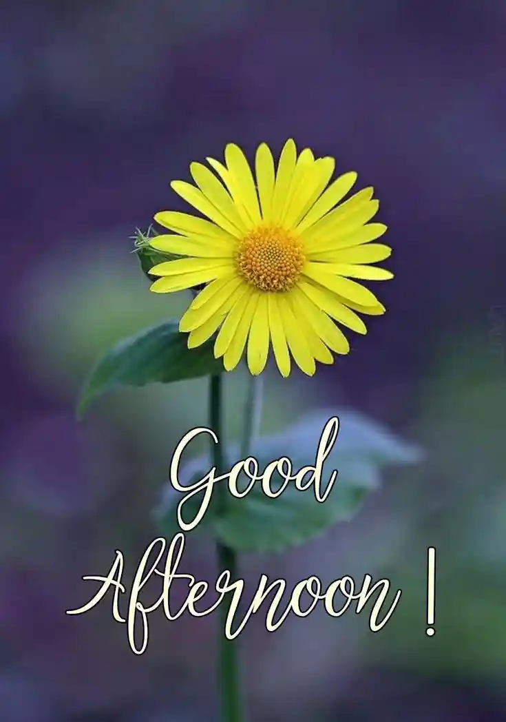 good-afternoon-flowers-images good-afternoon-flowers-images