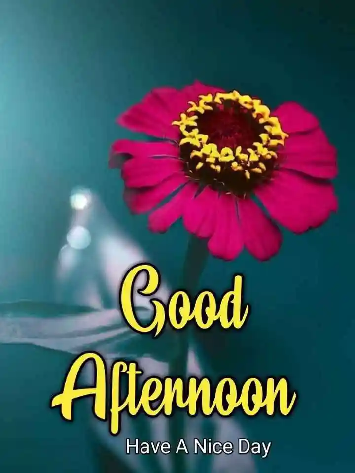 good-afternoon-flowers-images good-afternoon-flowers-images
