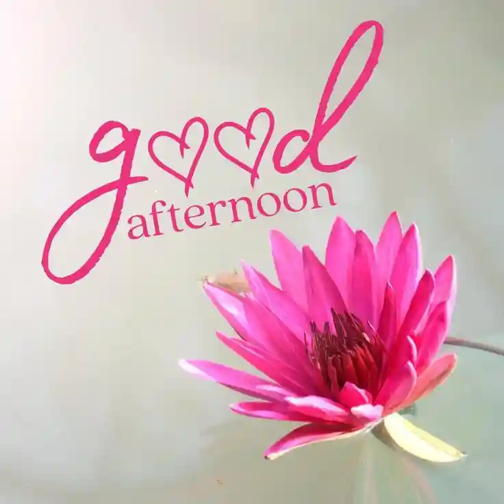 good-afternoon-flowers-images good-afternoon-flowers-images