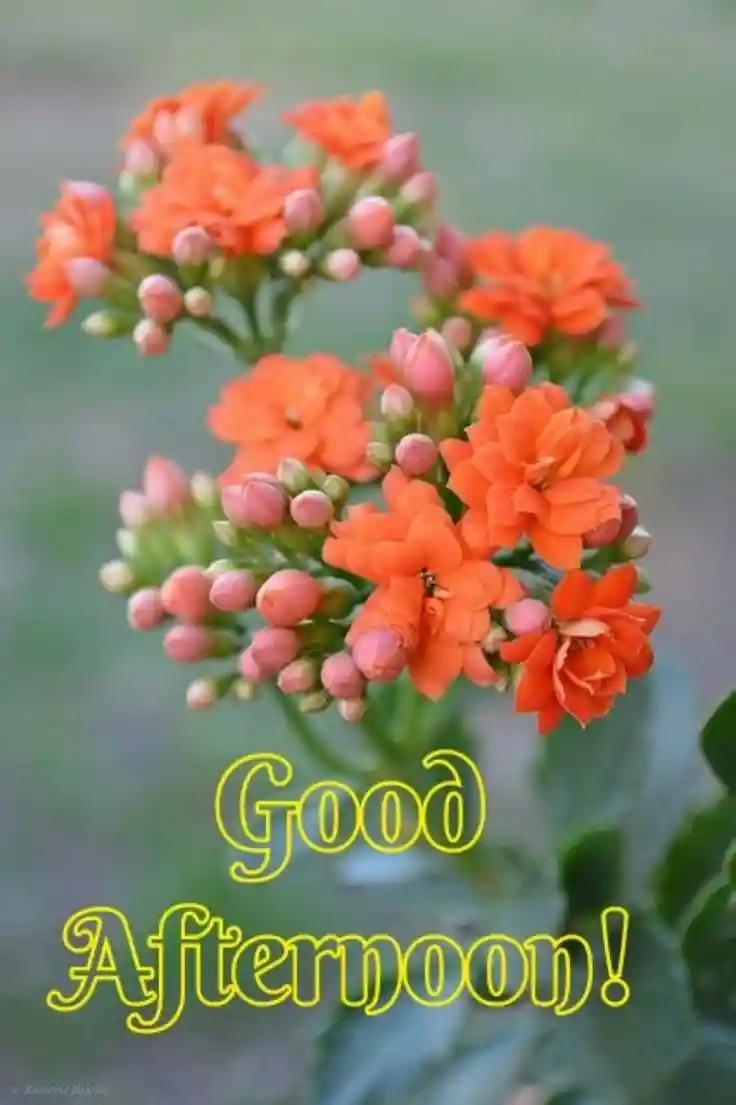 good-afternoon-images-for-whatsapp good-afternoon-images-for-whatsapp
