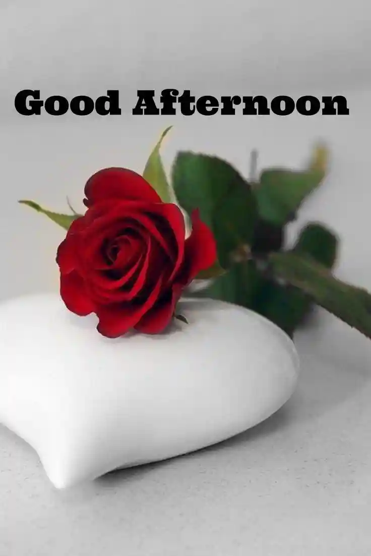 good-afternoon-images-for-whatsapp good-afternoon-images-for-whatsapp