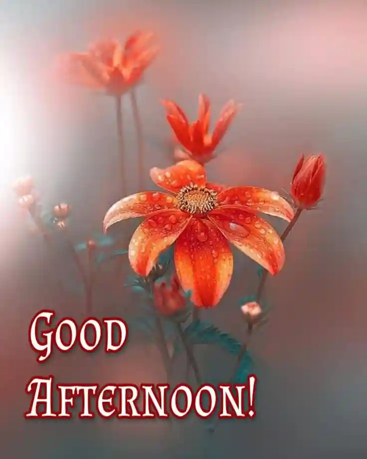 good-afternoon-images-for-whatsapp good-afternoon-images-for-whatsapp