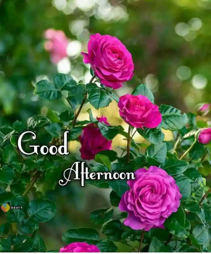 good-afternoon-images good-afternoon-images
