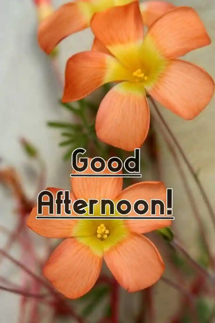 good-afternoon-images good-afternoon-images