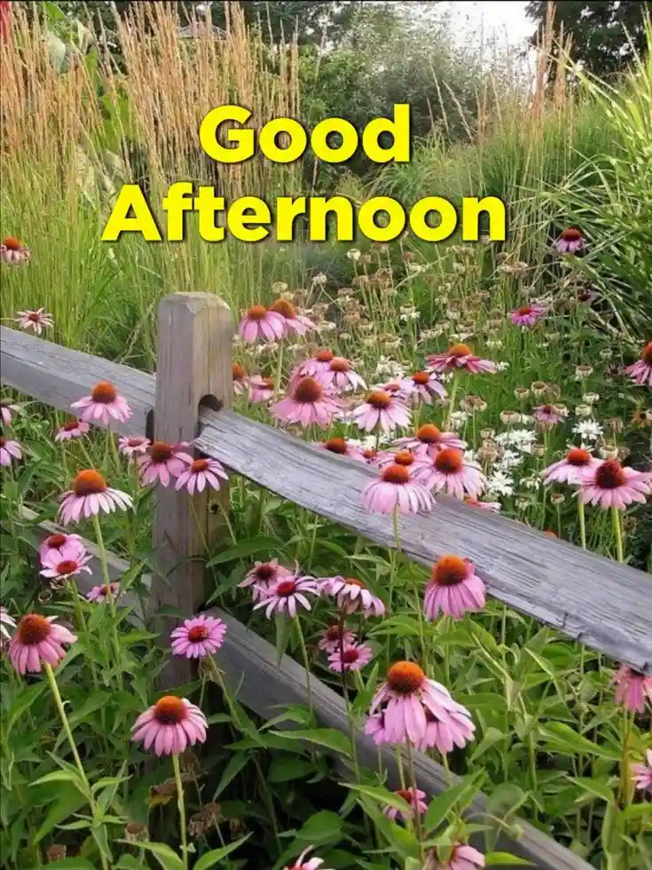 good-afternoon-images good-afternoon-images