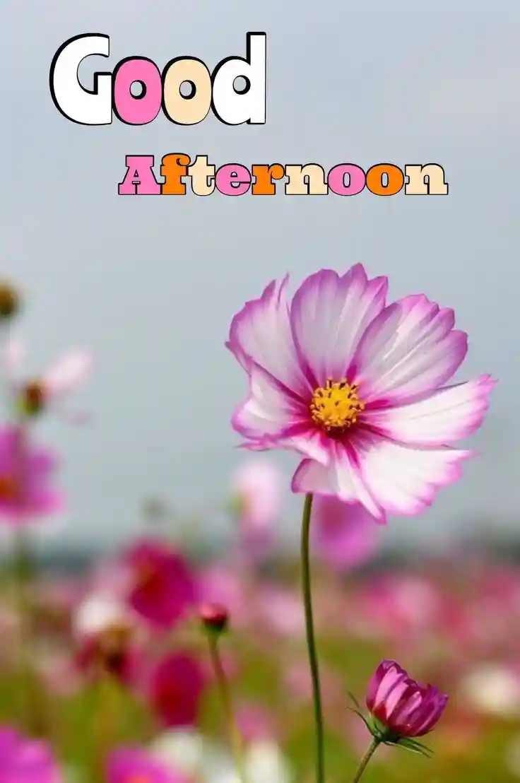 good-afternoon-images good-afternoon-images