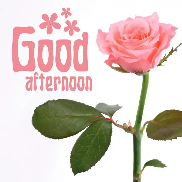 good-afternoon-images good-afternoon-images