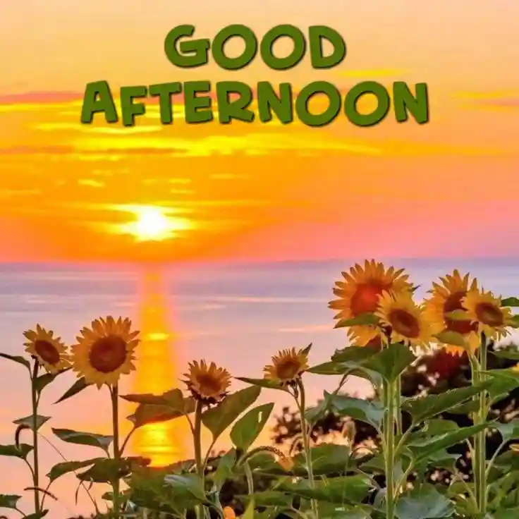 good-afternoon-photos good-afternoon-photos