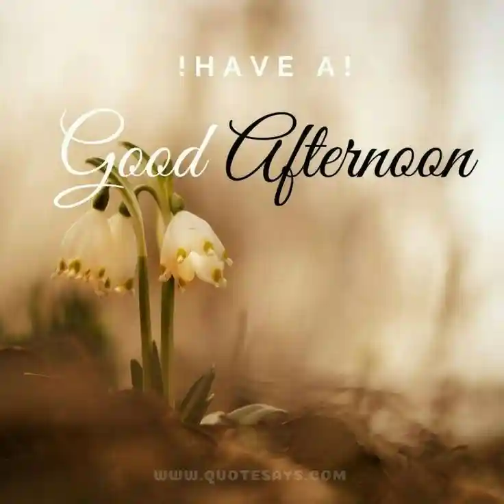 good-afternoon-pictures good-afternoon-pictures