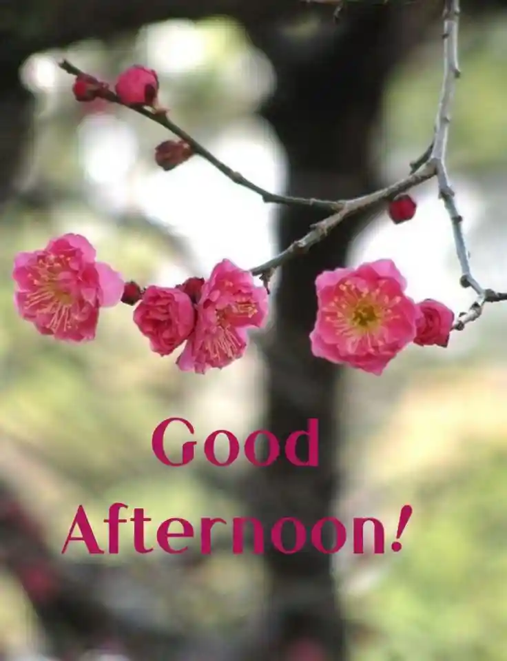 new-good-afternoon-images new-good-afternoon-images